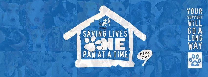 Copy of 11424.CdeO Stray Haven Inc 1 Marketmind Local