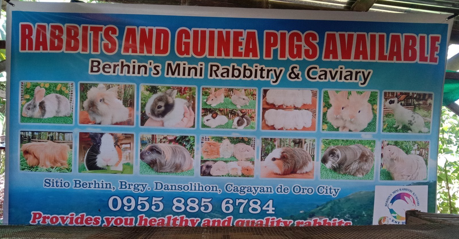 Copy of 9092.Berhin s Mini Rabbitry and Caviary scaled 1 Marketmind Local