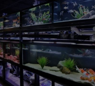 A vibrant aquarium teeming with fish and lush plants