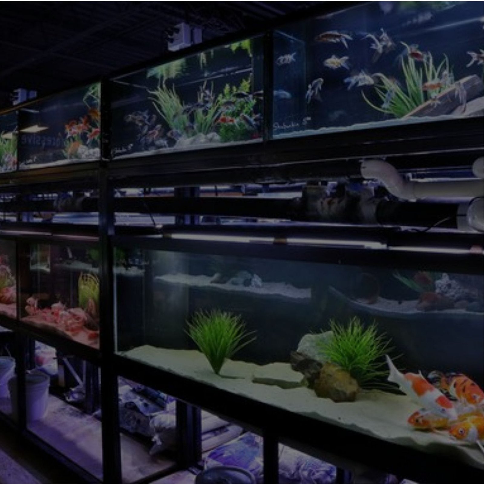A vibrant aquarium teeming with fish and lush plants
