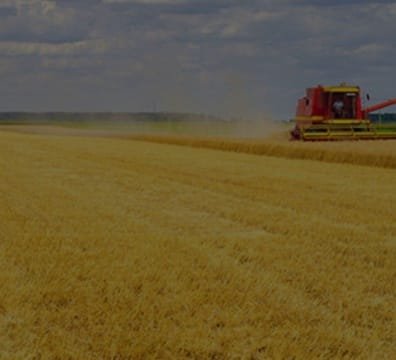 A vast wheat field, ready for harvest, in an agricultural setting