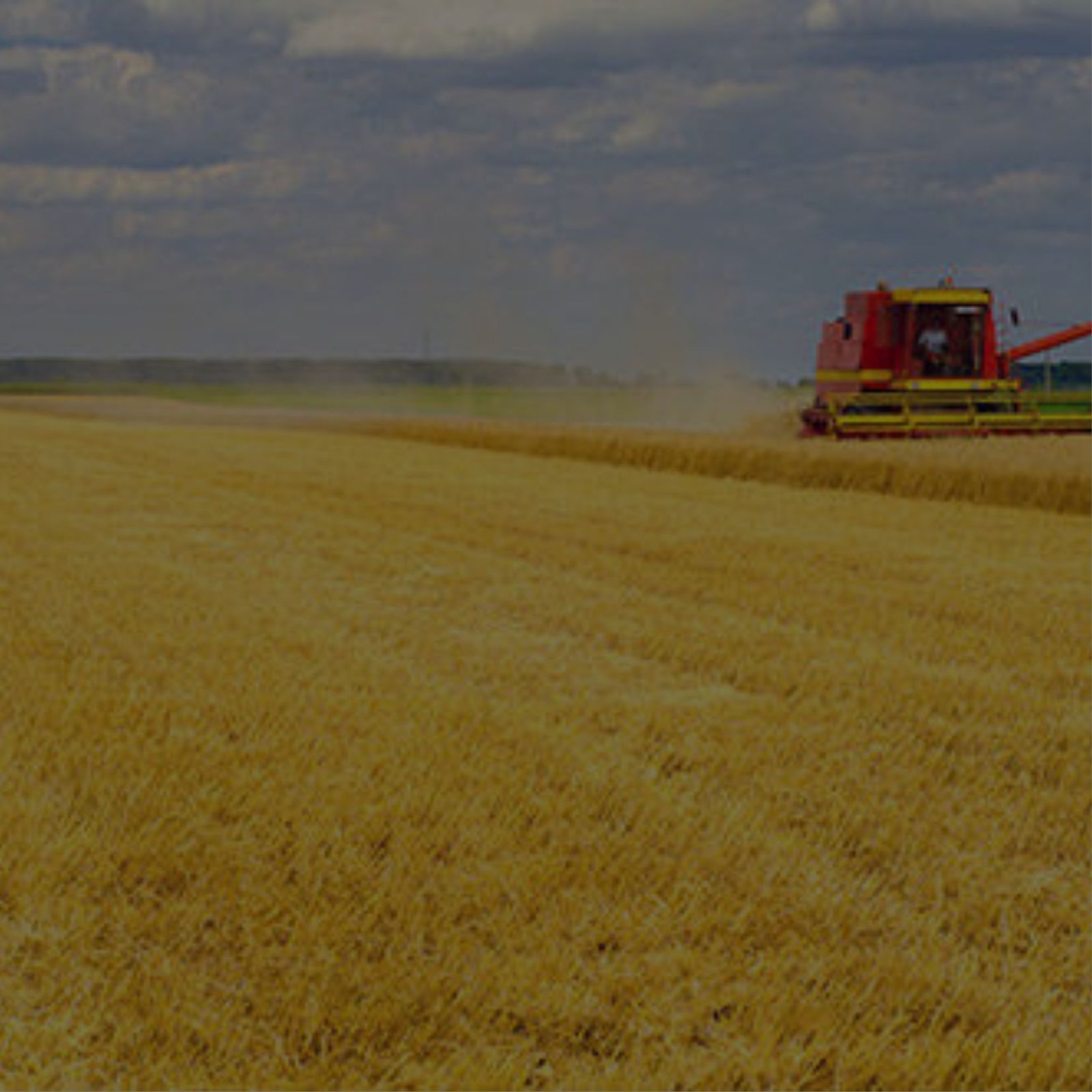 A vast wheat field, ready for harvest, in an agricultural setting