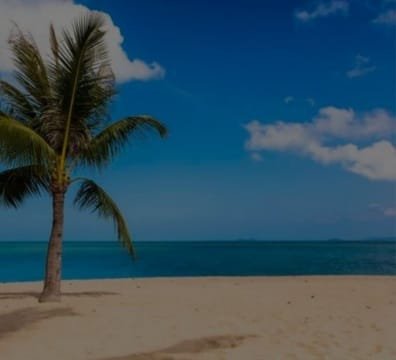 Sandy beach with palm tree under blue sky
