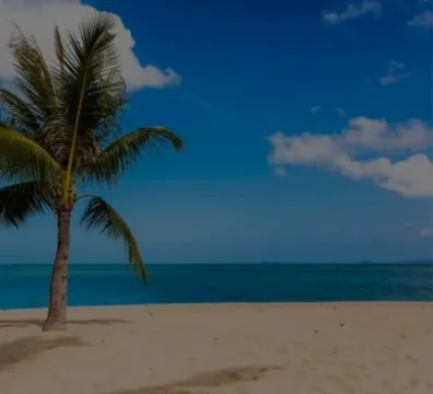 Sandy beach with palm tree under blue sky