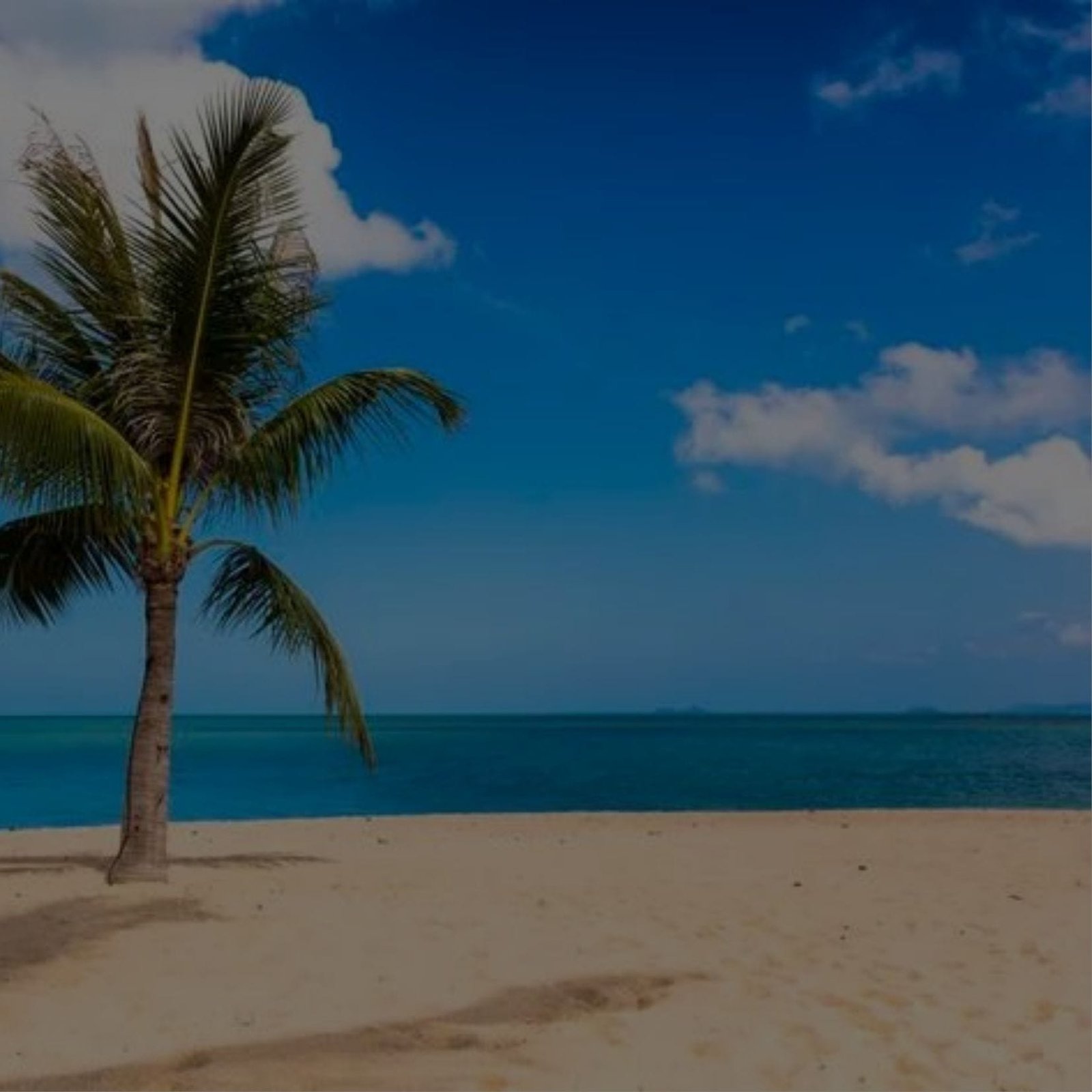 Sandy beach with palm tree under blue sky