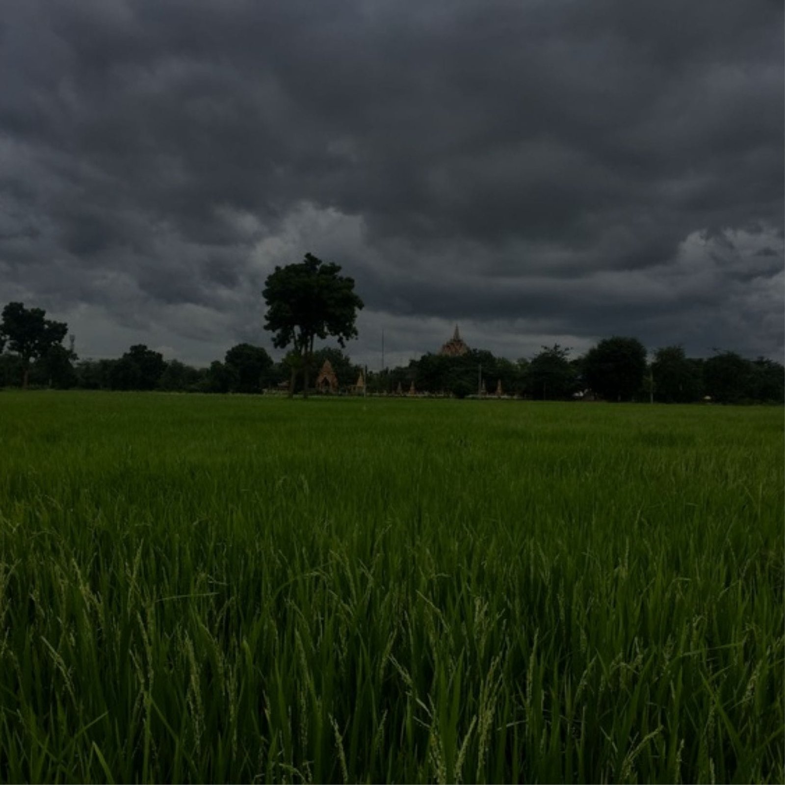 farm grass and trees in a field under a dark sky.