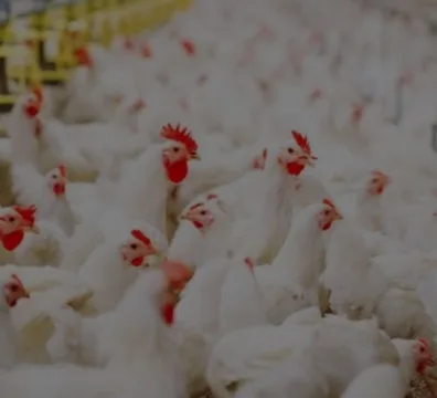 Poultry farm with various types of poultry, including chickens and ducks, in a lush green environment