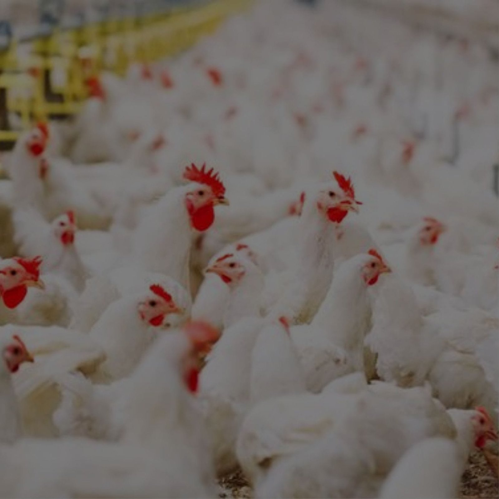 Poultry farm with various types of poultry, including chickens and ducks, in a lush green environment